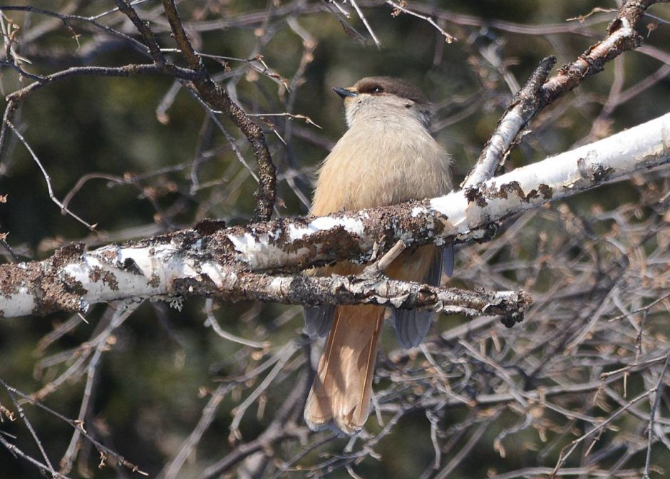 Кукша (птица)