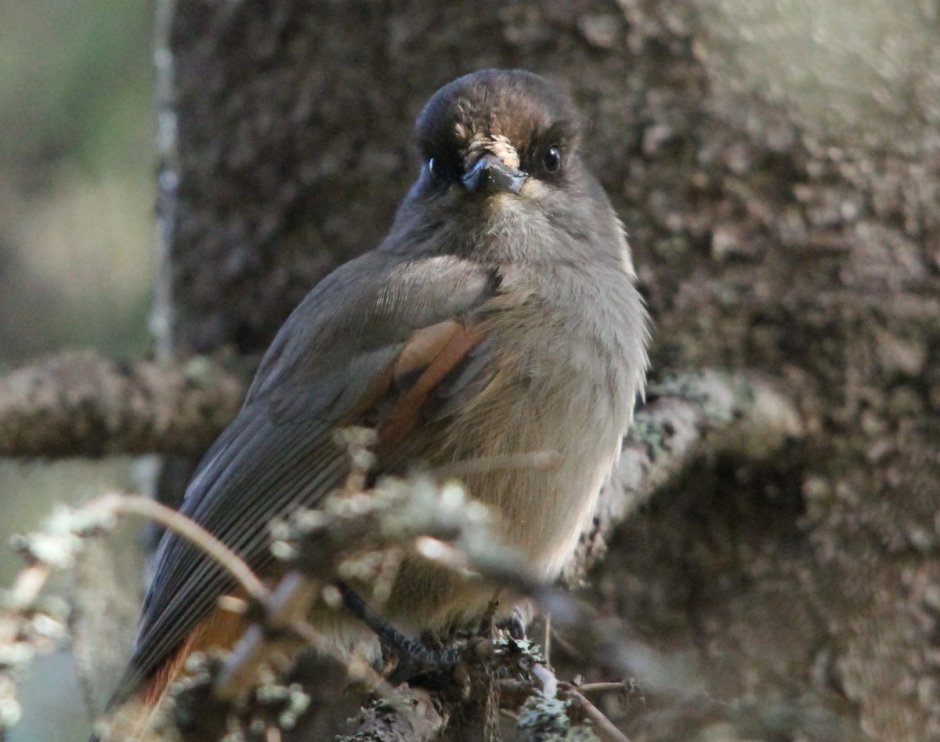 Perisoreus internigrans