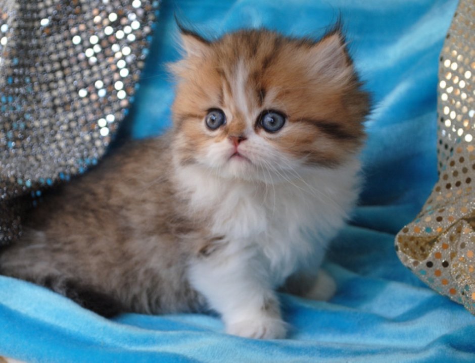 Кот породы Наполеон фото