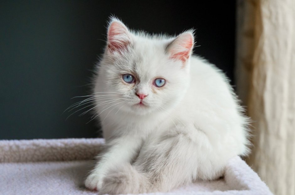 Кот Наполеон белый