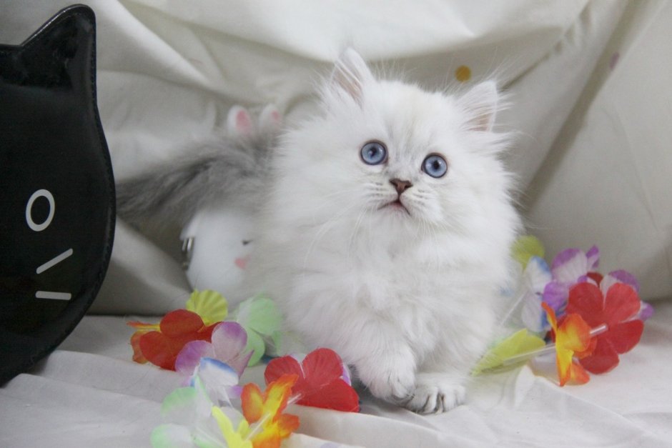 Котята породы Наполеон