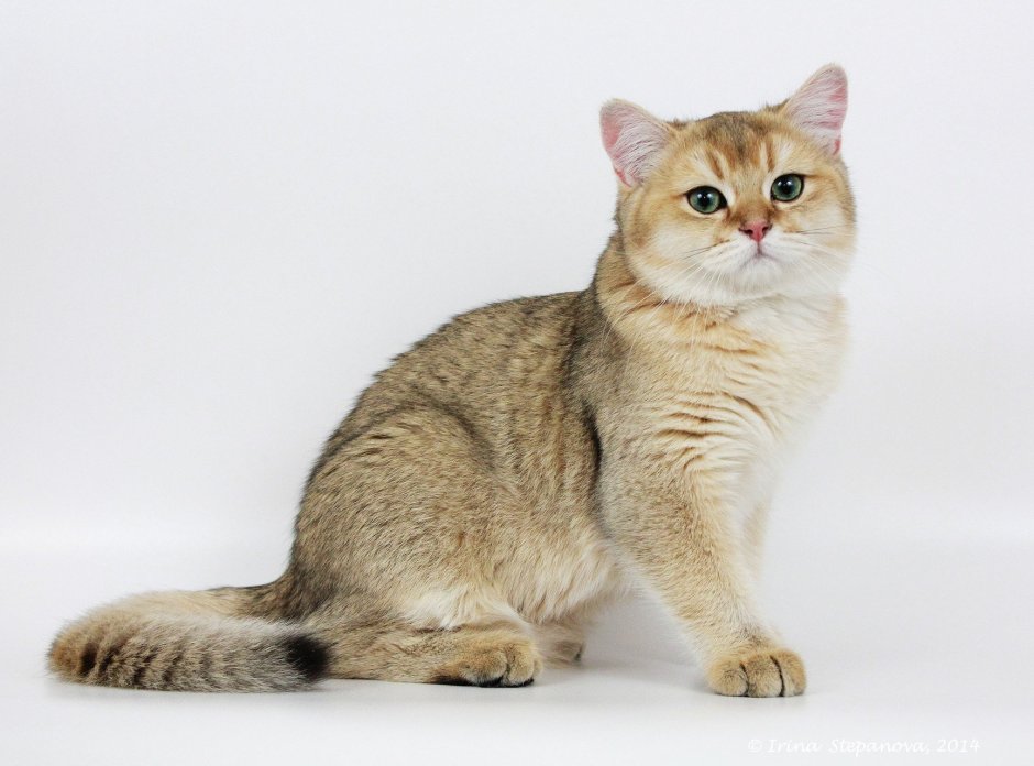 Менуэт котята