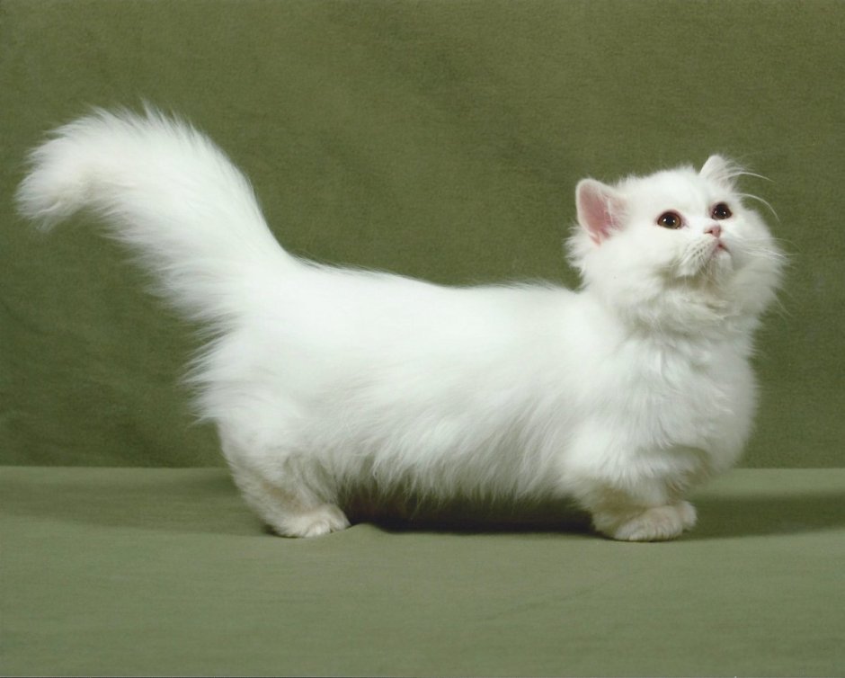 Кошка Белль с беличьим хвостом
