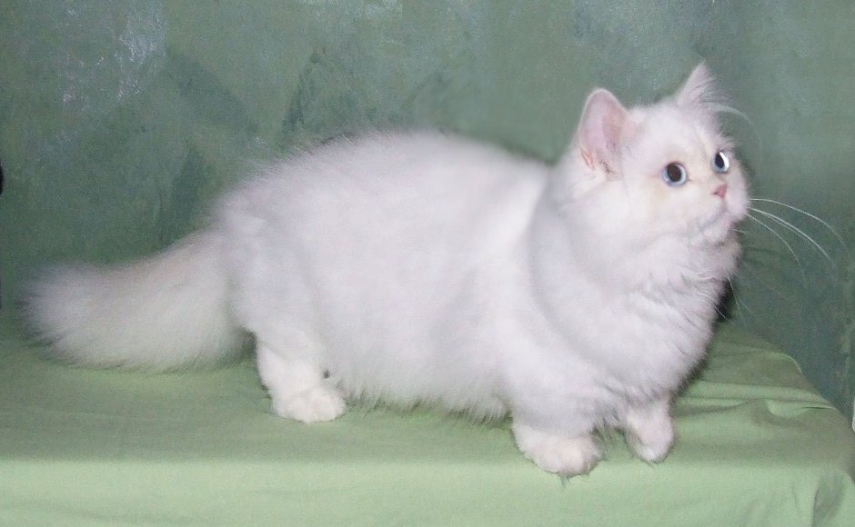 Рэгдолл Манчкин