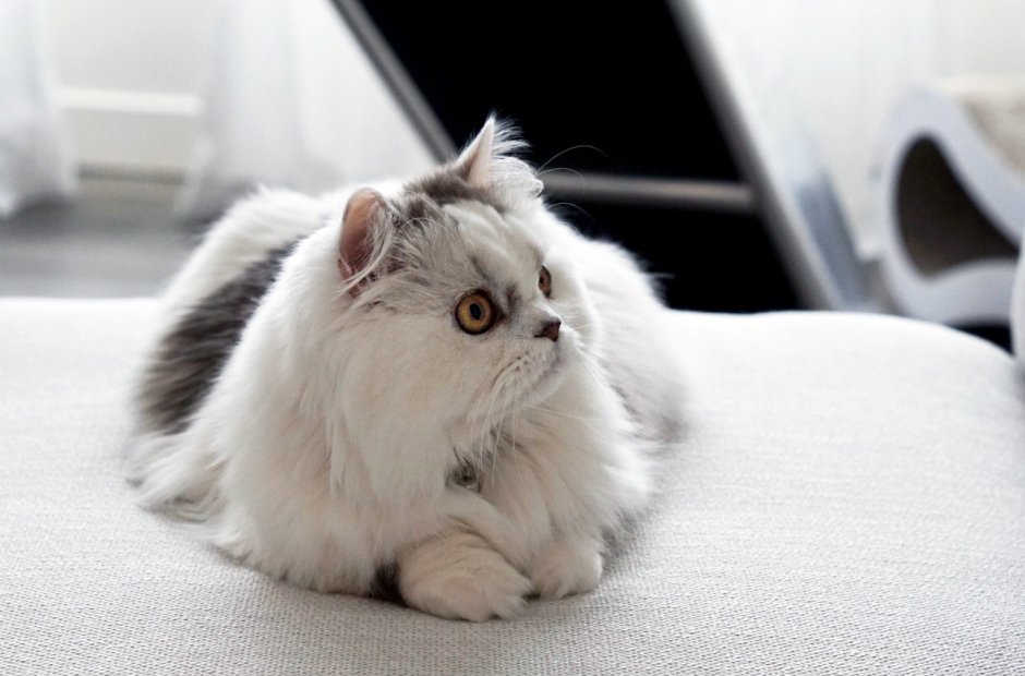 Минует кот