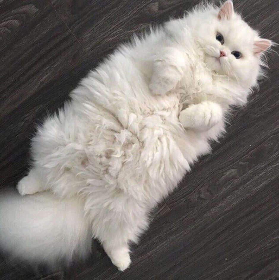 Кошка с беличьим хвостом