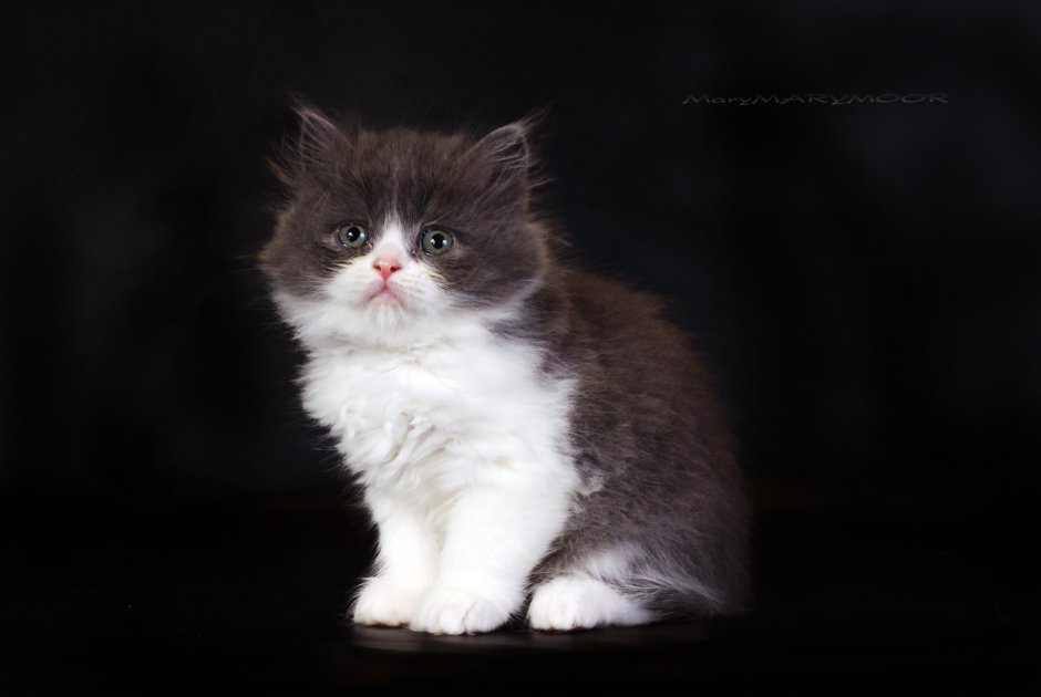Менуэт кот