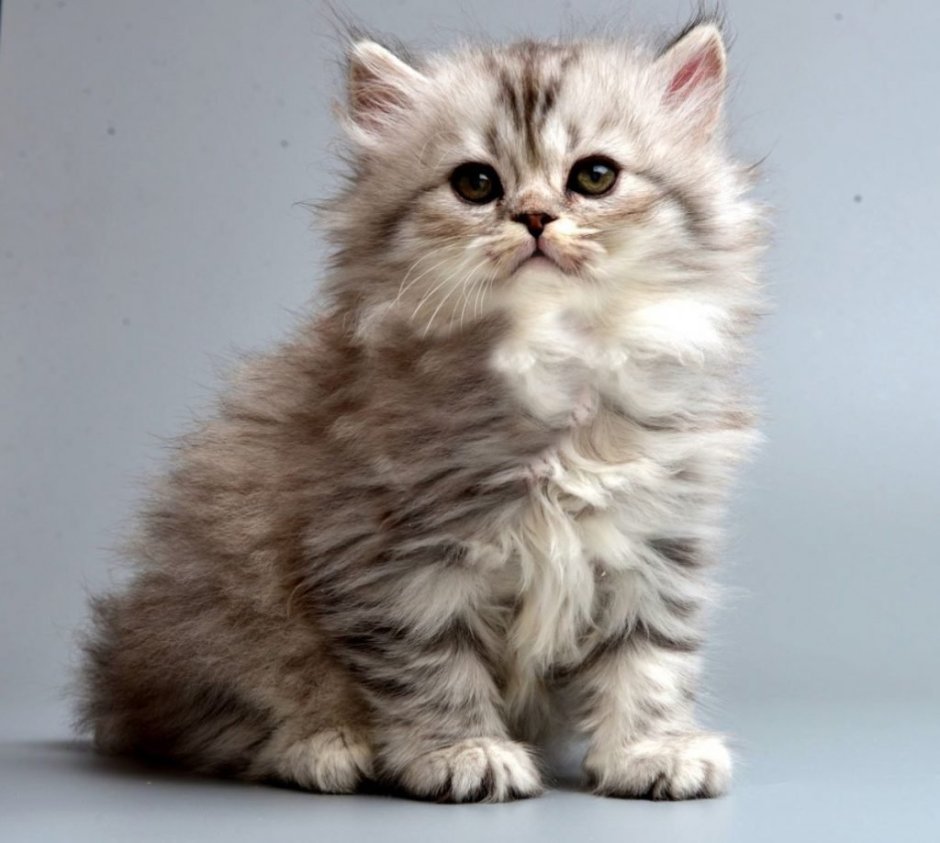 Манчкин Менуэт котята