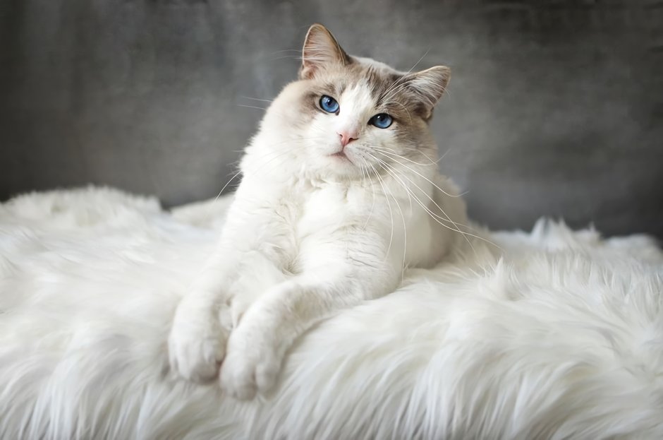 Карликовые кошки Манчкин