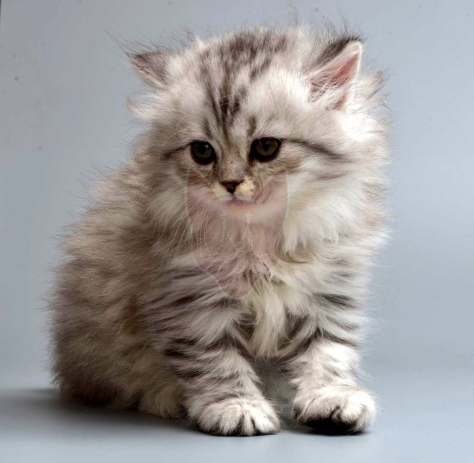 Котята породы Наполеон