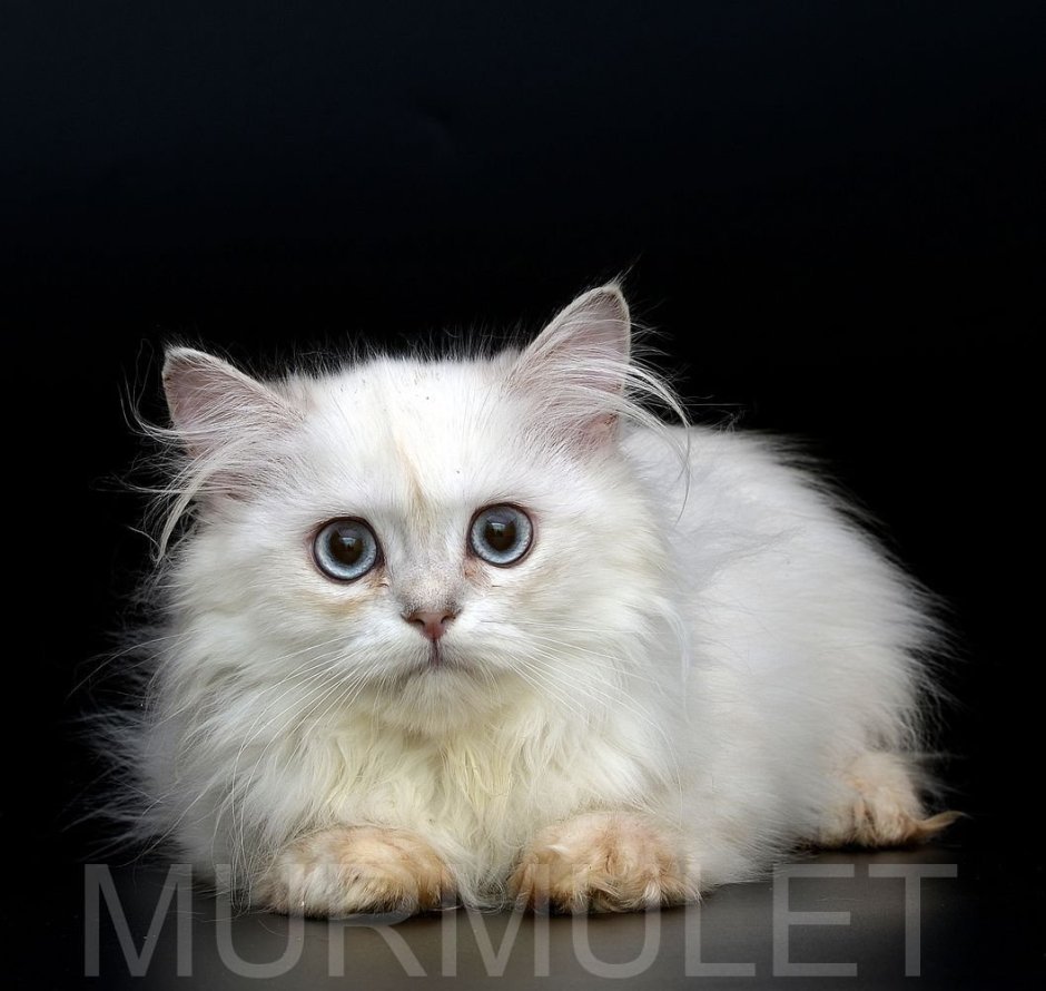 Кот Наполеон Менуэт