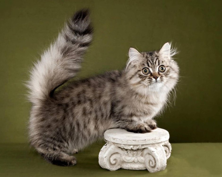 Манчкин шиншилла