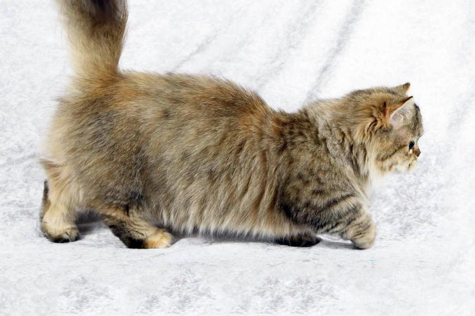 Кошка с беличьим хвостом