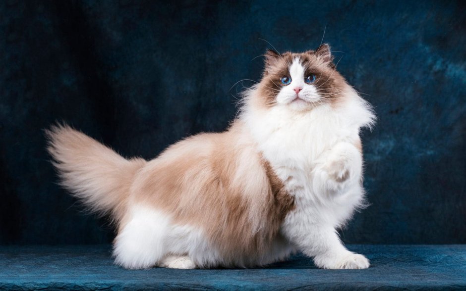 Карликовые котики