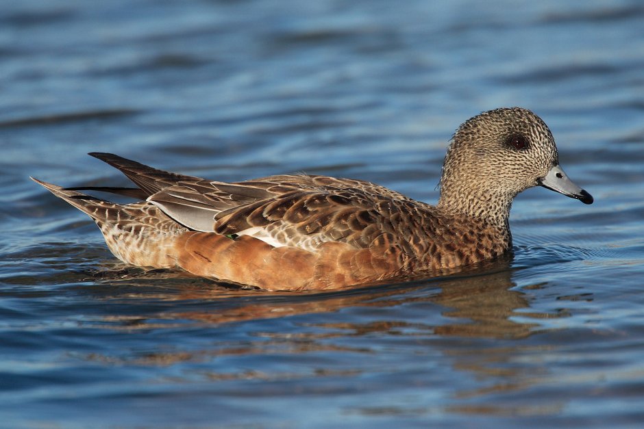 Американская свиязь (Anas Americana)