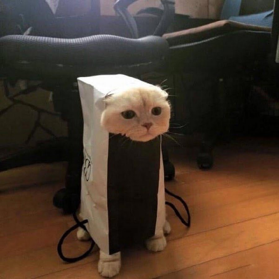 Коты в НЕЛОВКИХ ситуациях