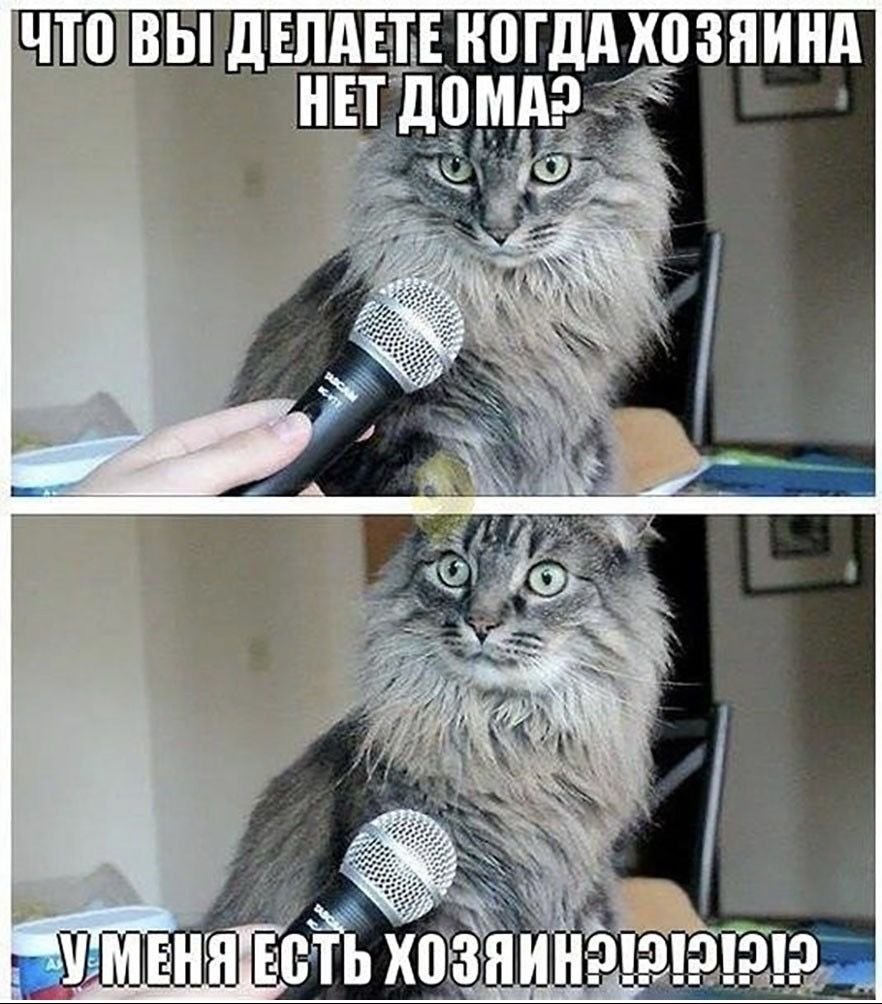 Кот с микрофоном