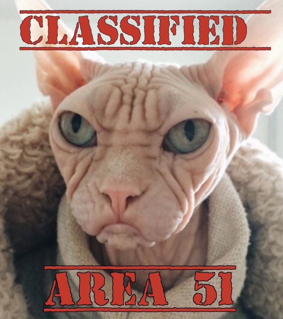 Лысый кот Локи