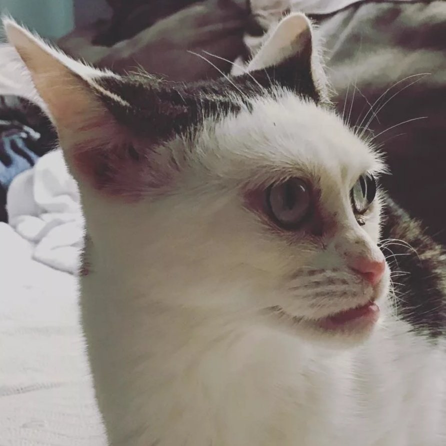 Марла «Бушеми»