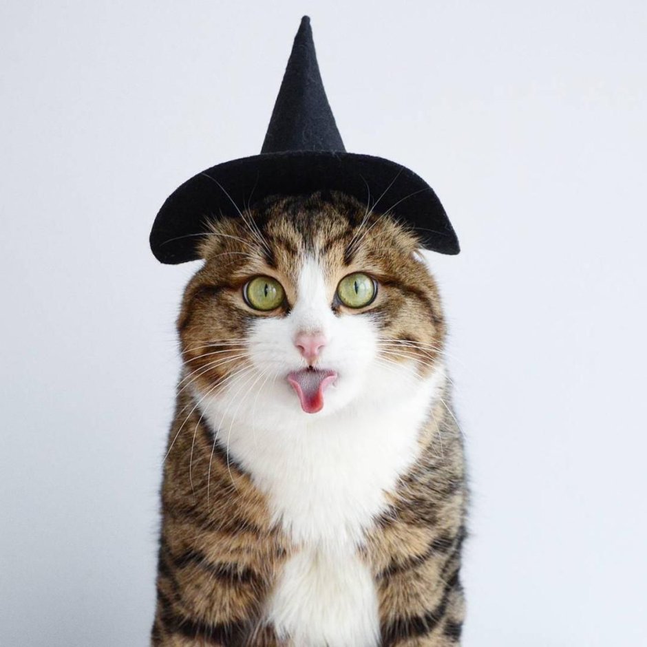 Котики смешные