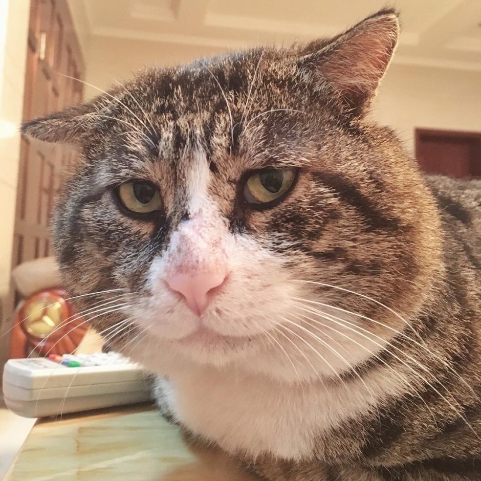 Кот с глупым выражением лица