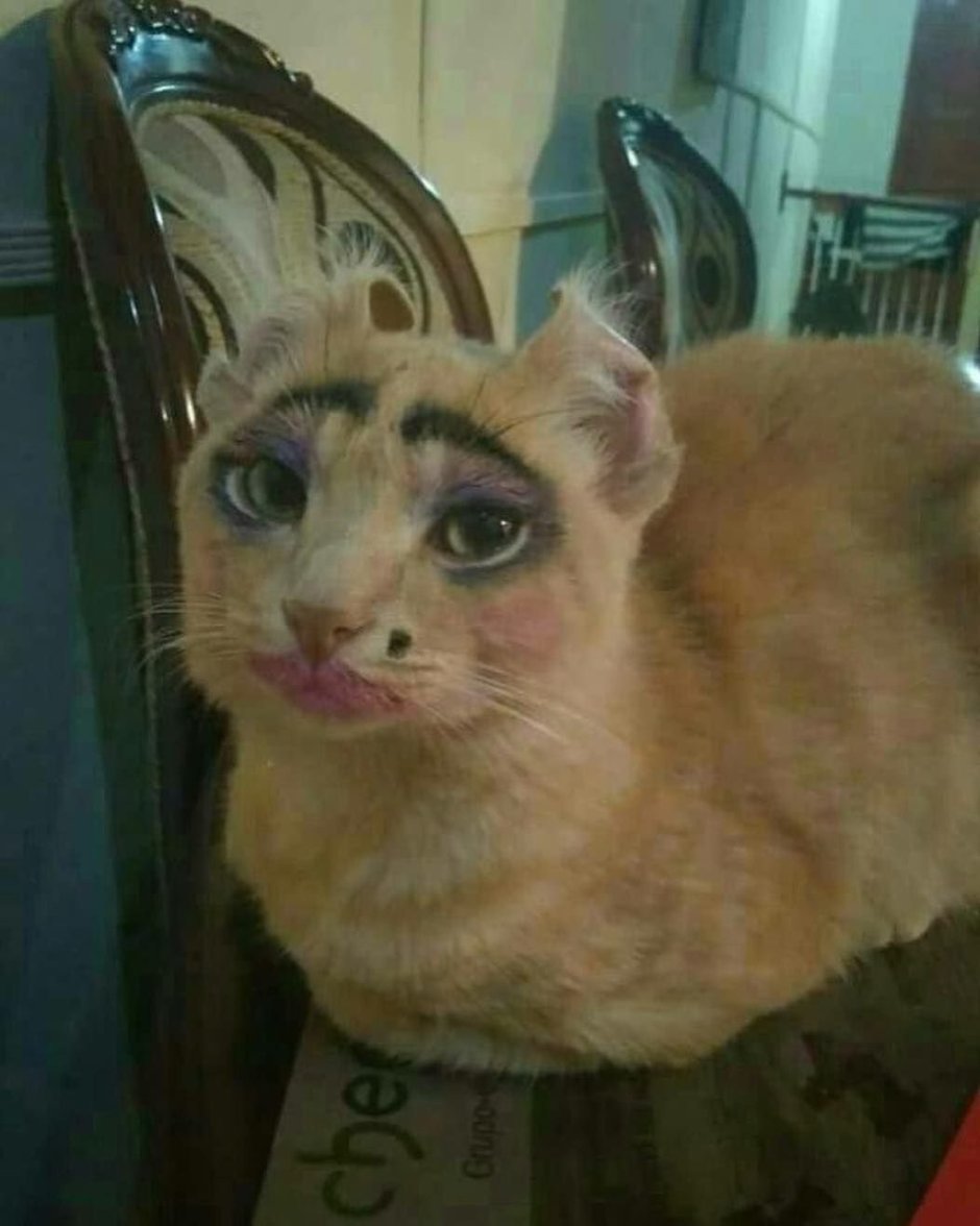 Кот с бровями