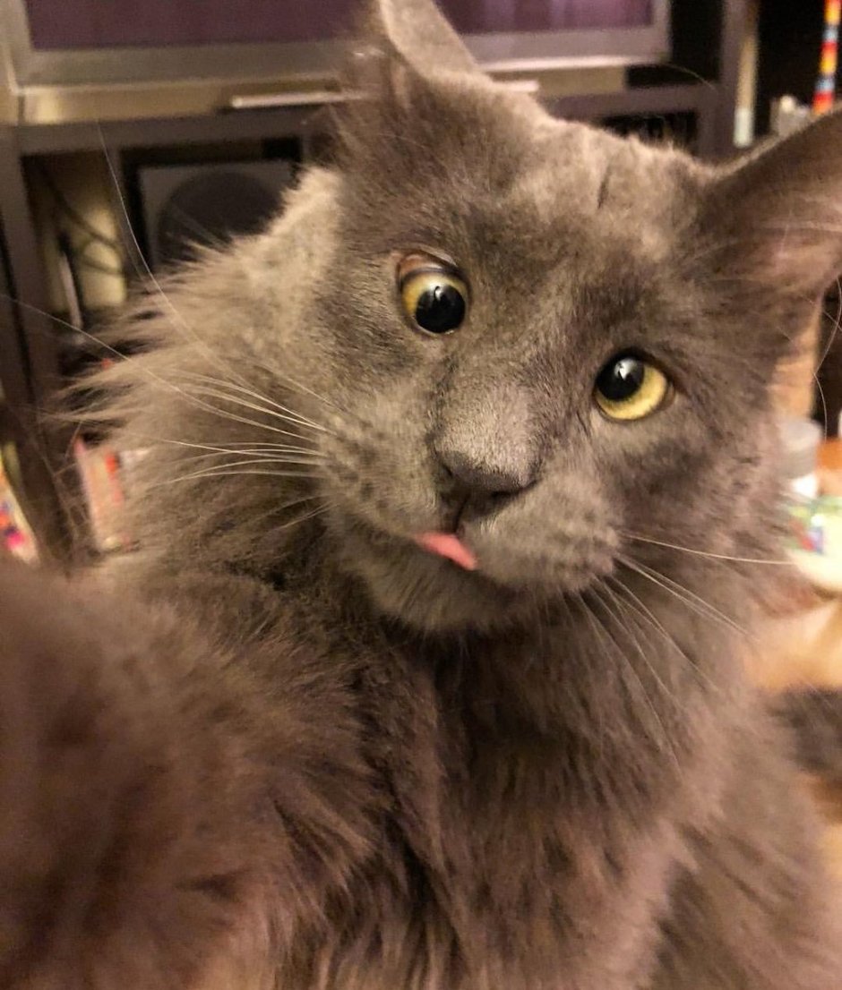 Кошка с косыми глазами