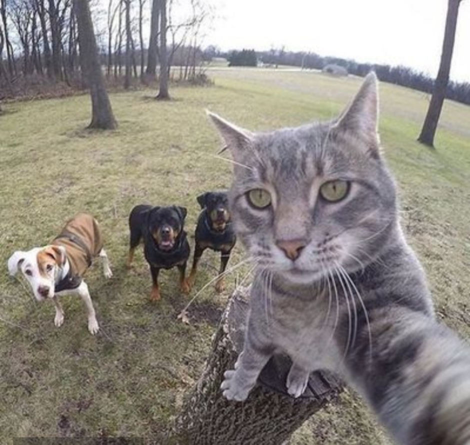 Селфи кота с собаками
