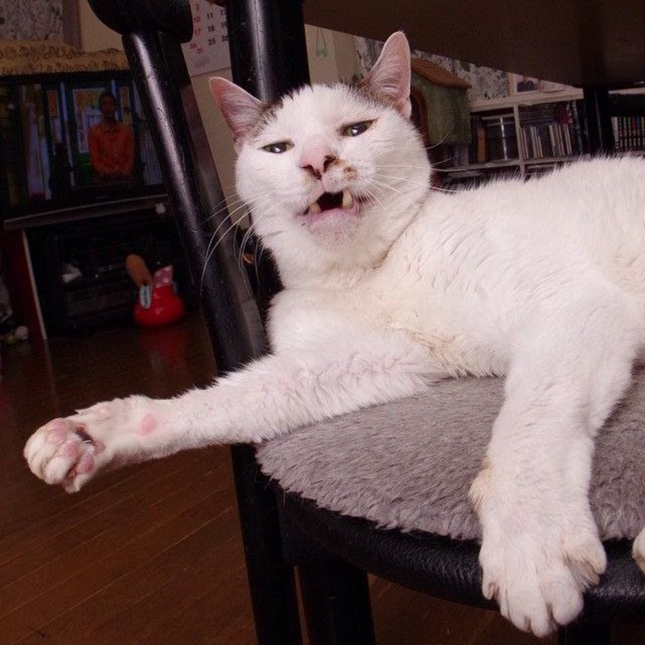 Дурацкий котенок