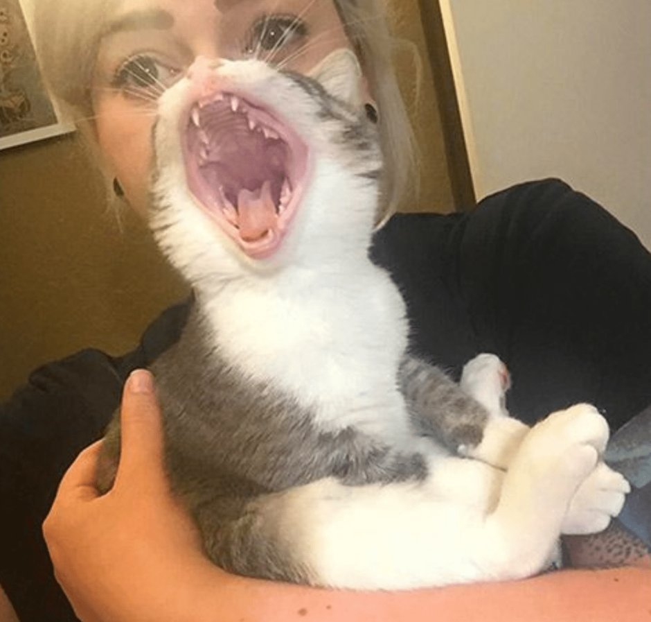 Смешной кот селфи