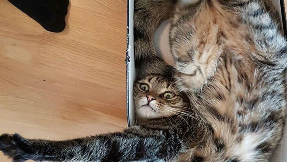 Нелепые кошки