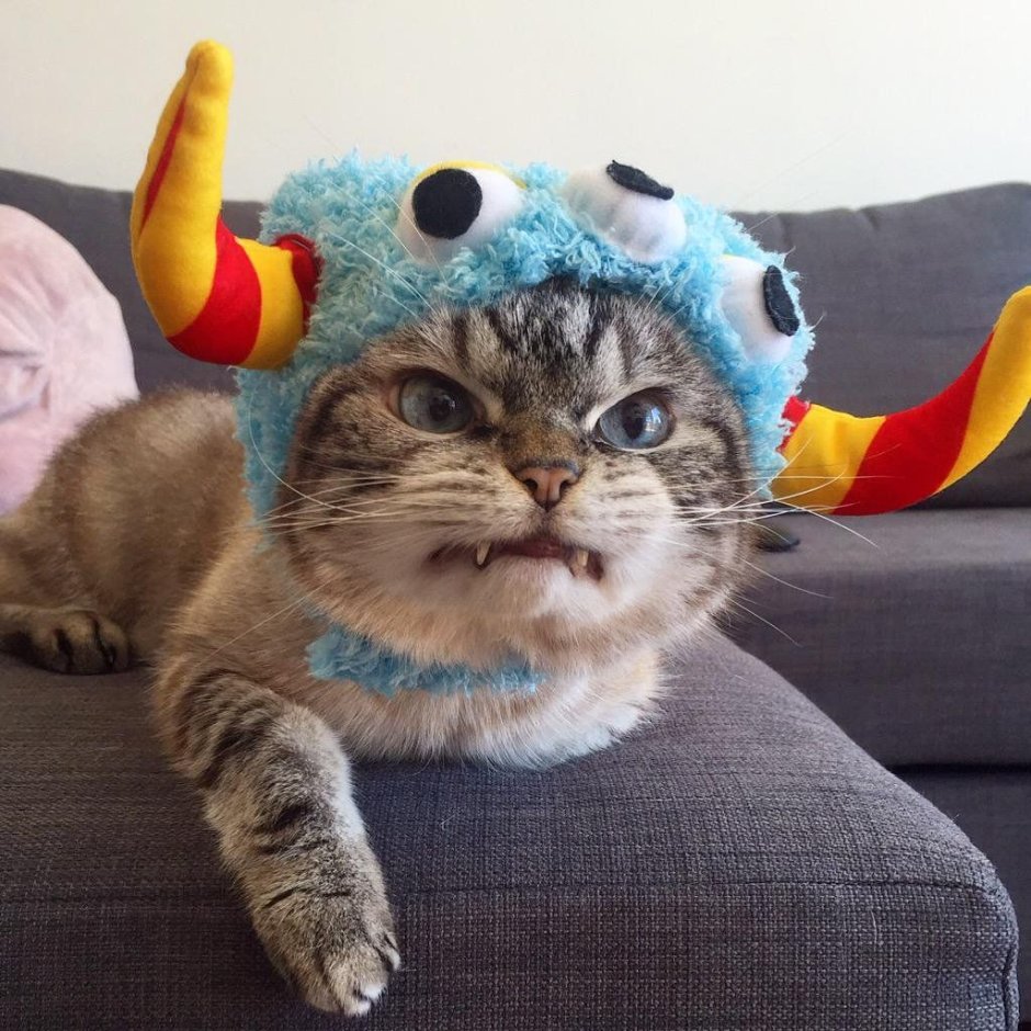 Чудные котики