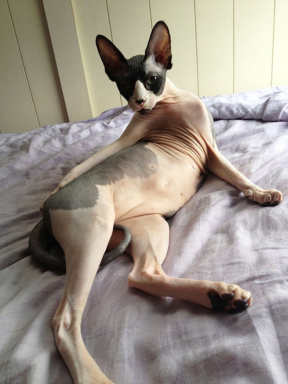 Котики с высунутым языком милые