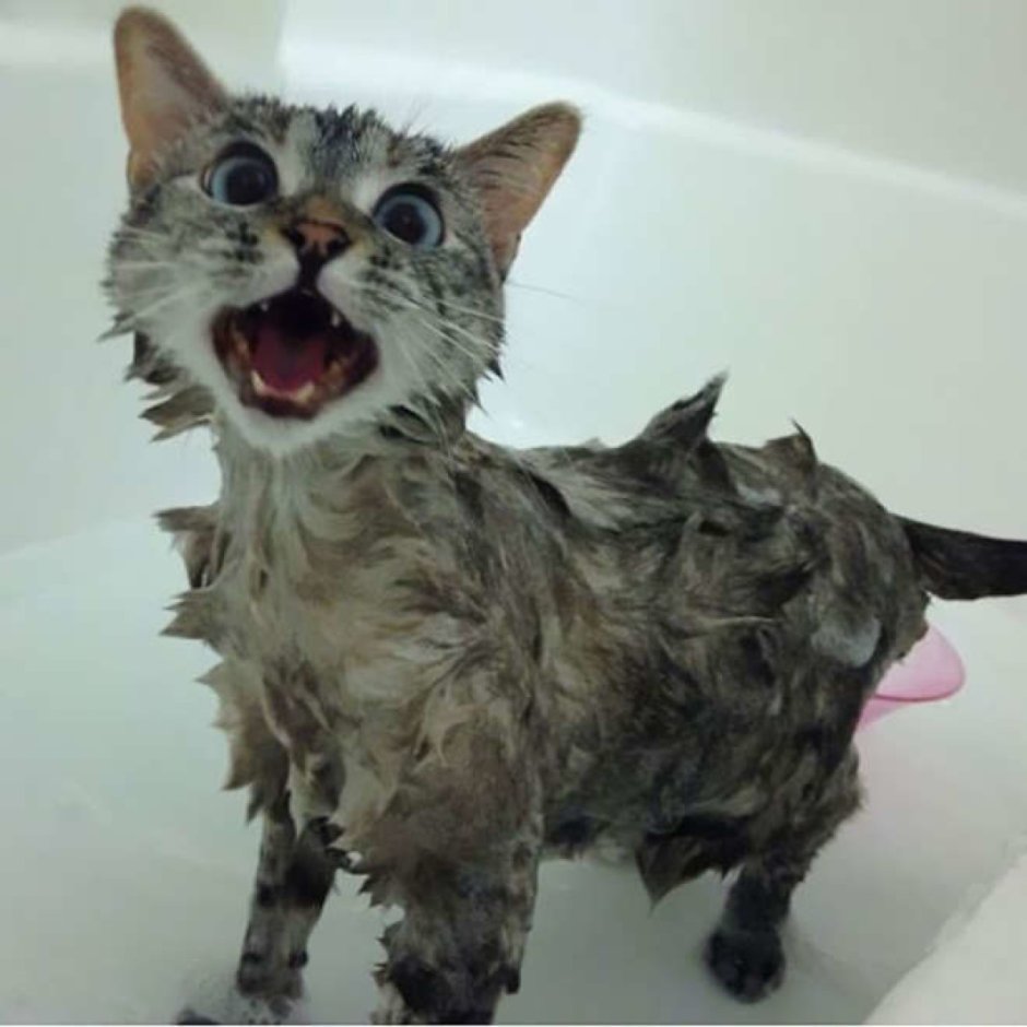 Кошка-рыболов (крапчатая кошка)