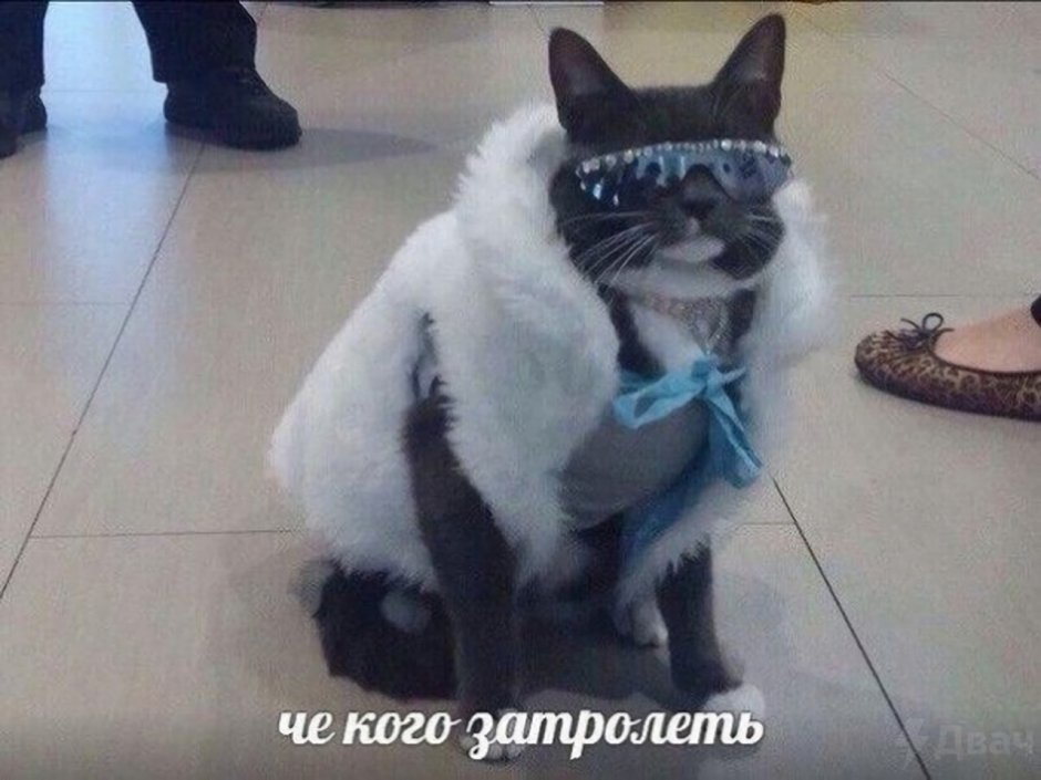 Котики мемы в платье