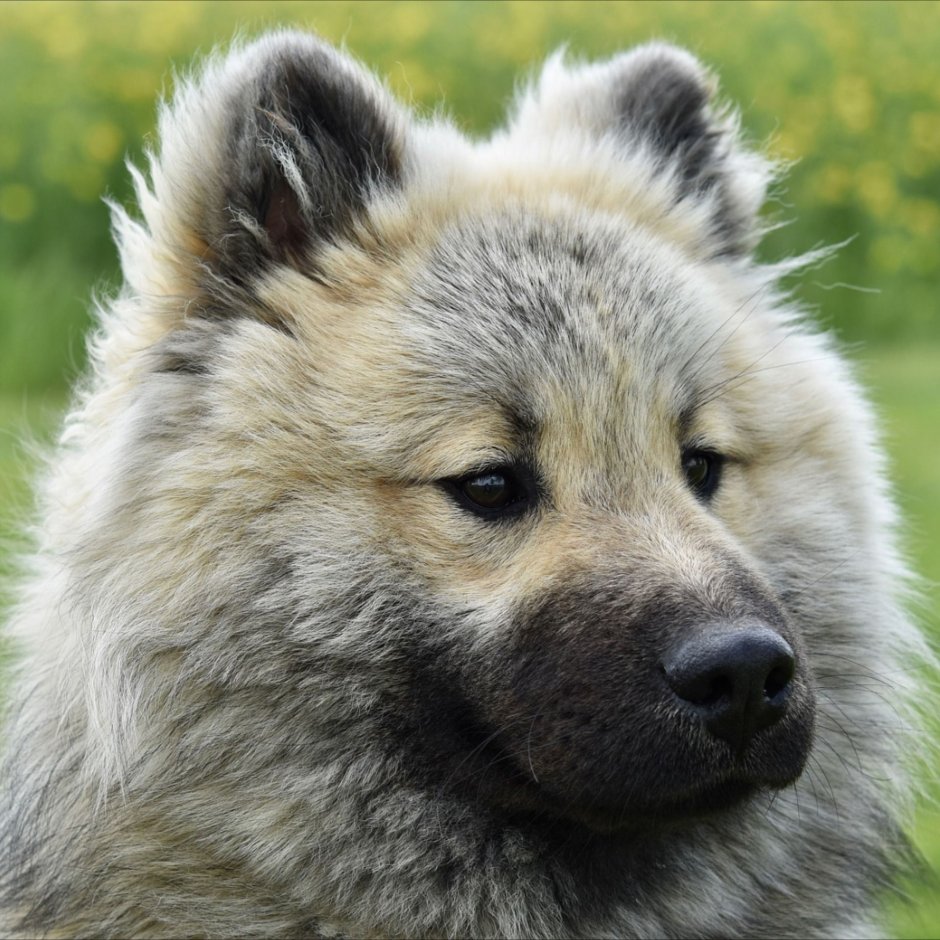 Pure Dog