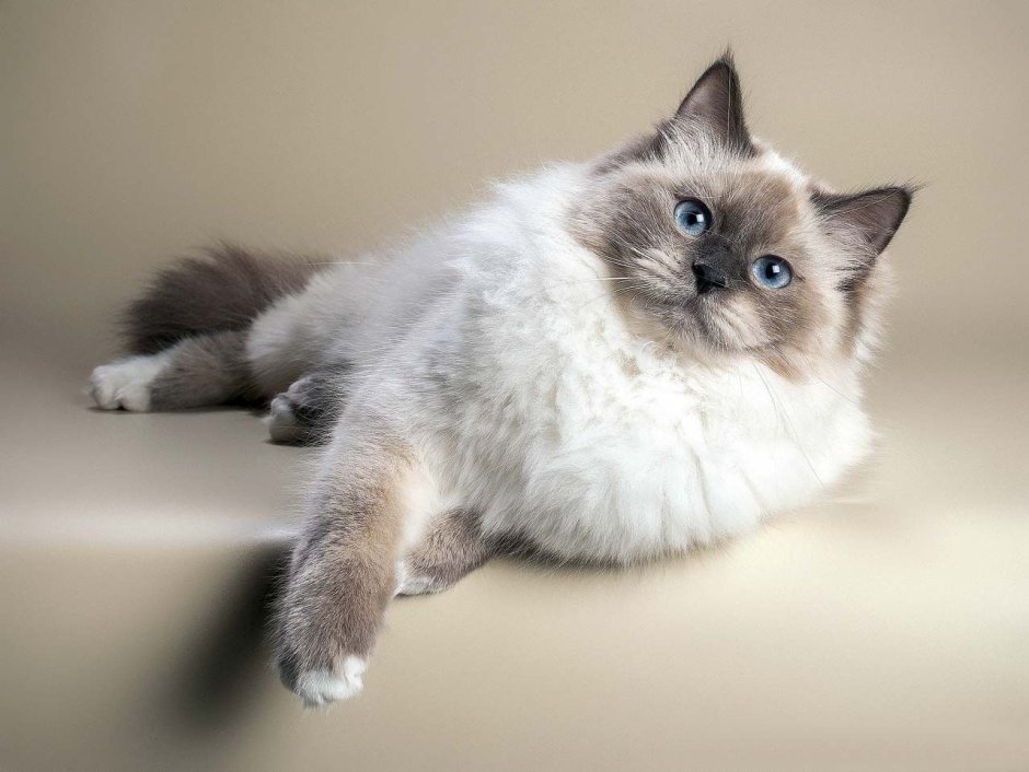 Сиамский кот длинношерстный