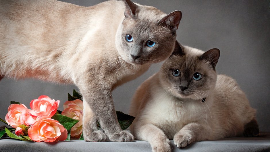 Невская маскарадная кошка