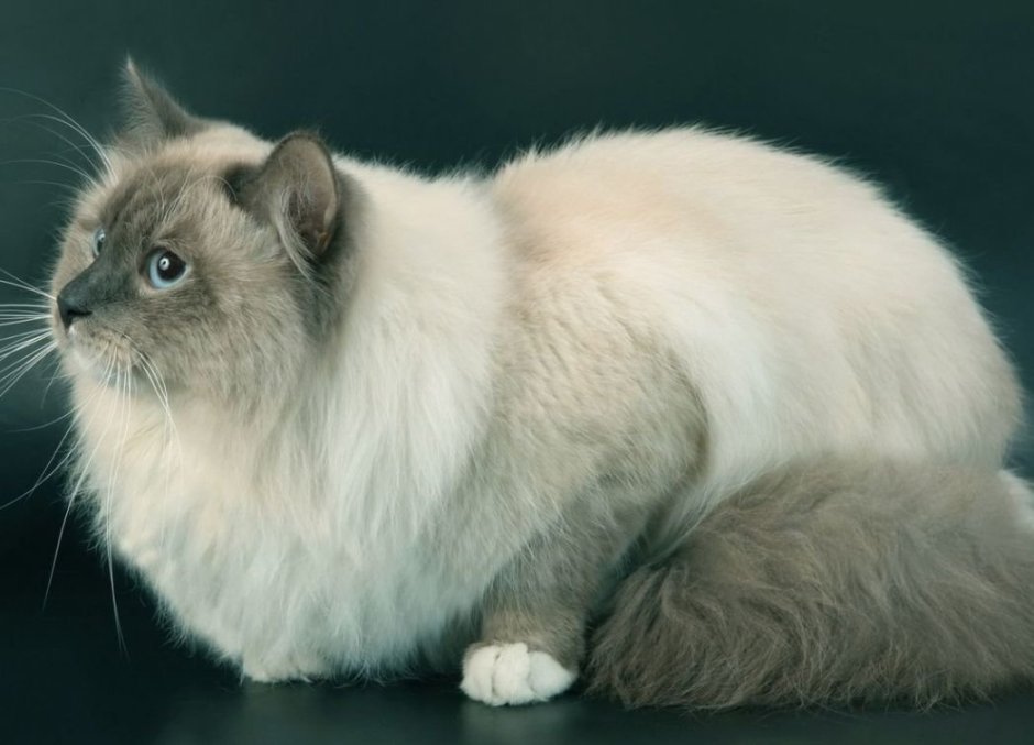 Сиамский кот пушистый