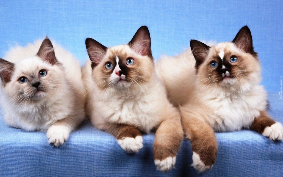 Тайская Балинезийская кошка