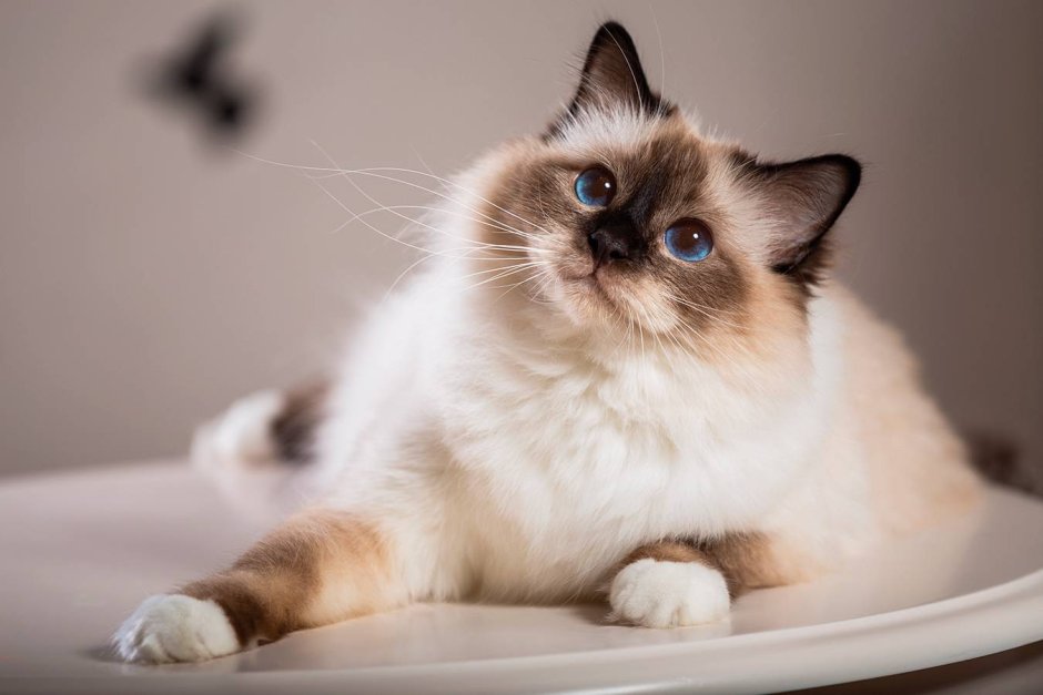 Сиамская кошка котенок