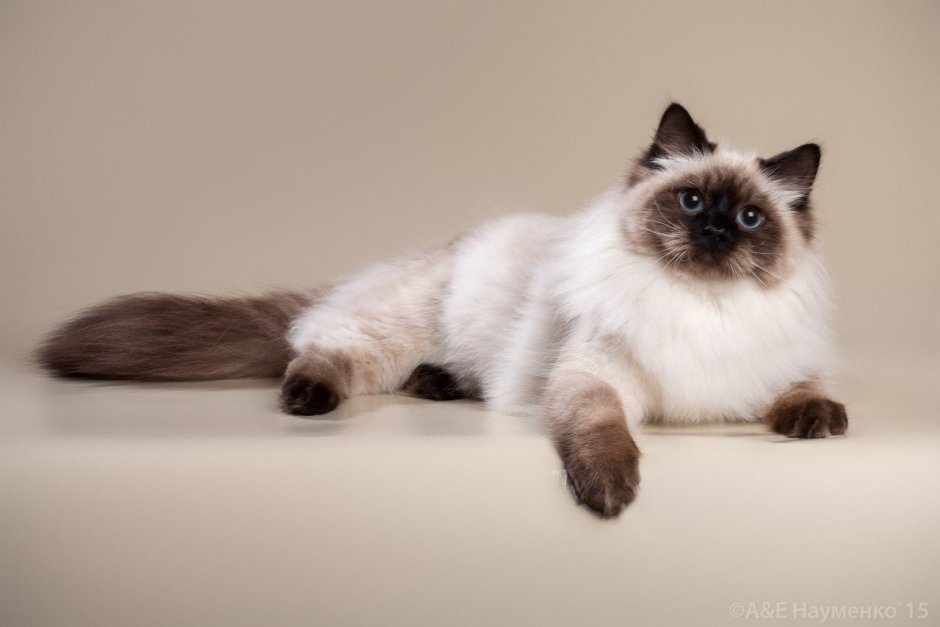 Тайская кошка длинношерстная