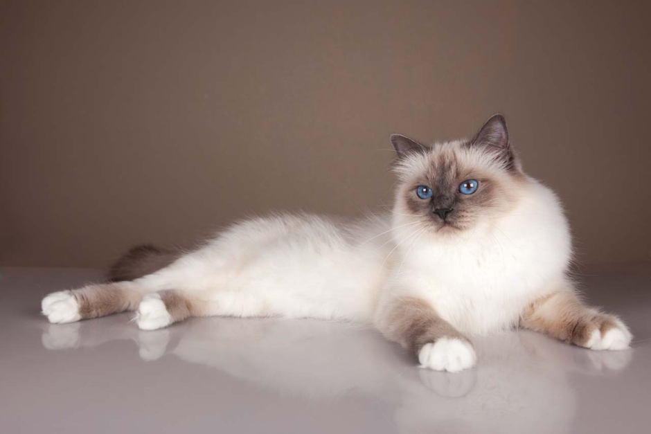 Сиамская кошка Сиамская