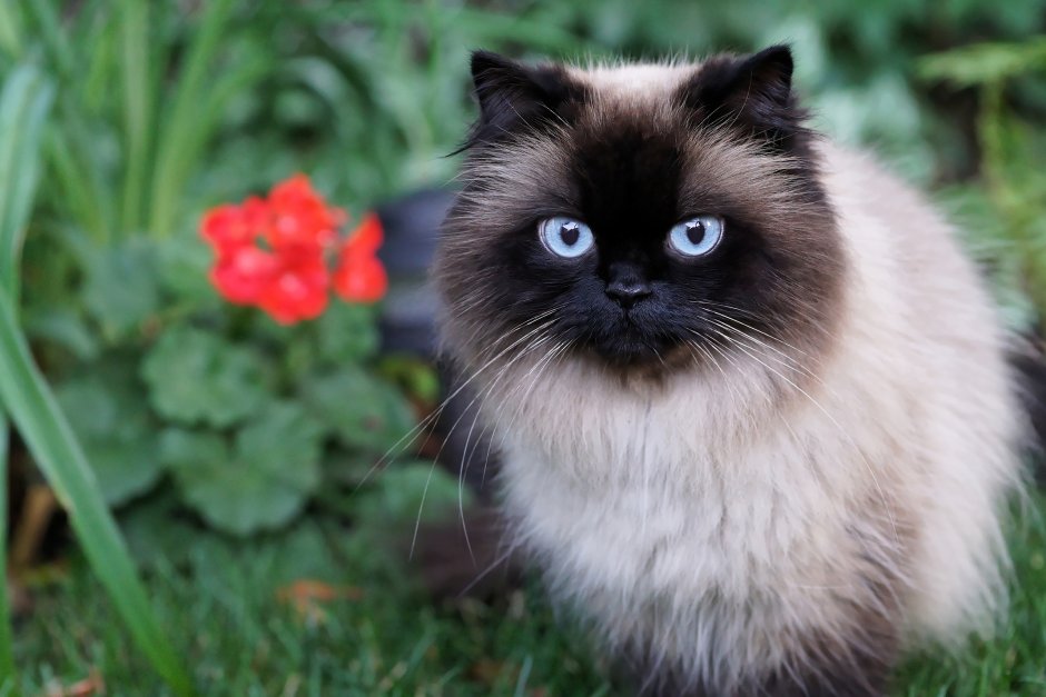 Балинезийская кошка длинношерстная