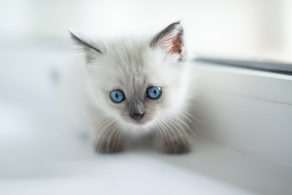 Балинезийская кошка