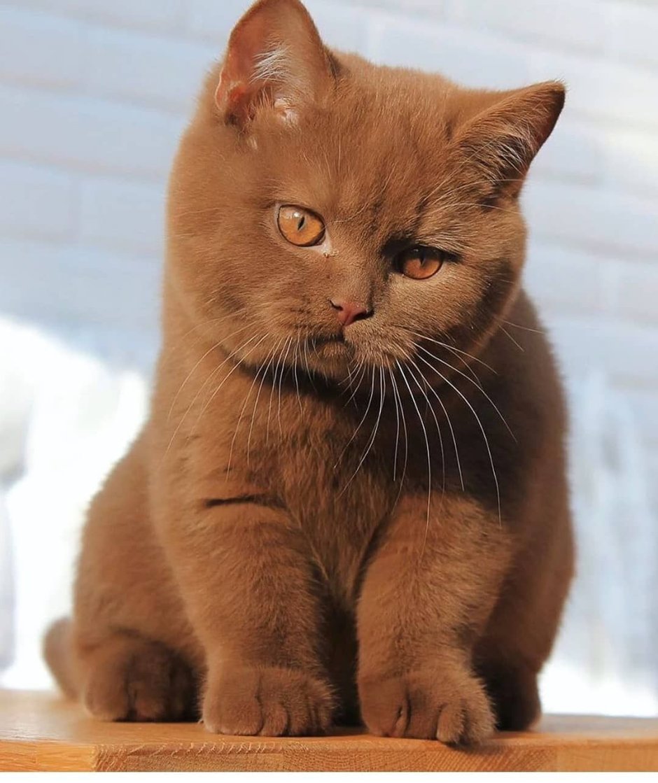 Котята плюшевые британцы рыжие