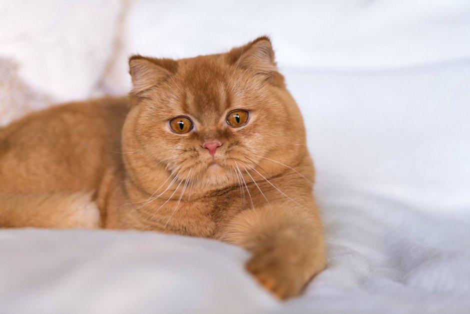 Морда рыжего кота нарисованная