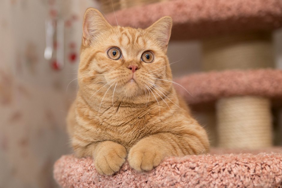 Шотландский скоттиш страйт рыжий