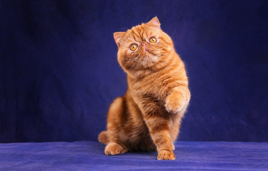 Британец рыжий котенок