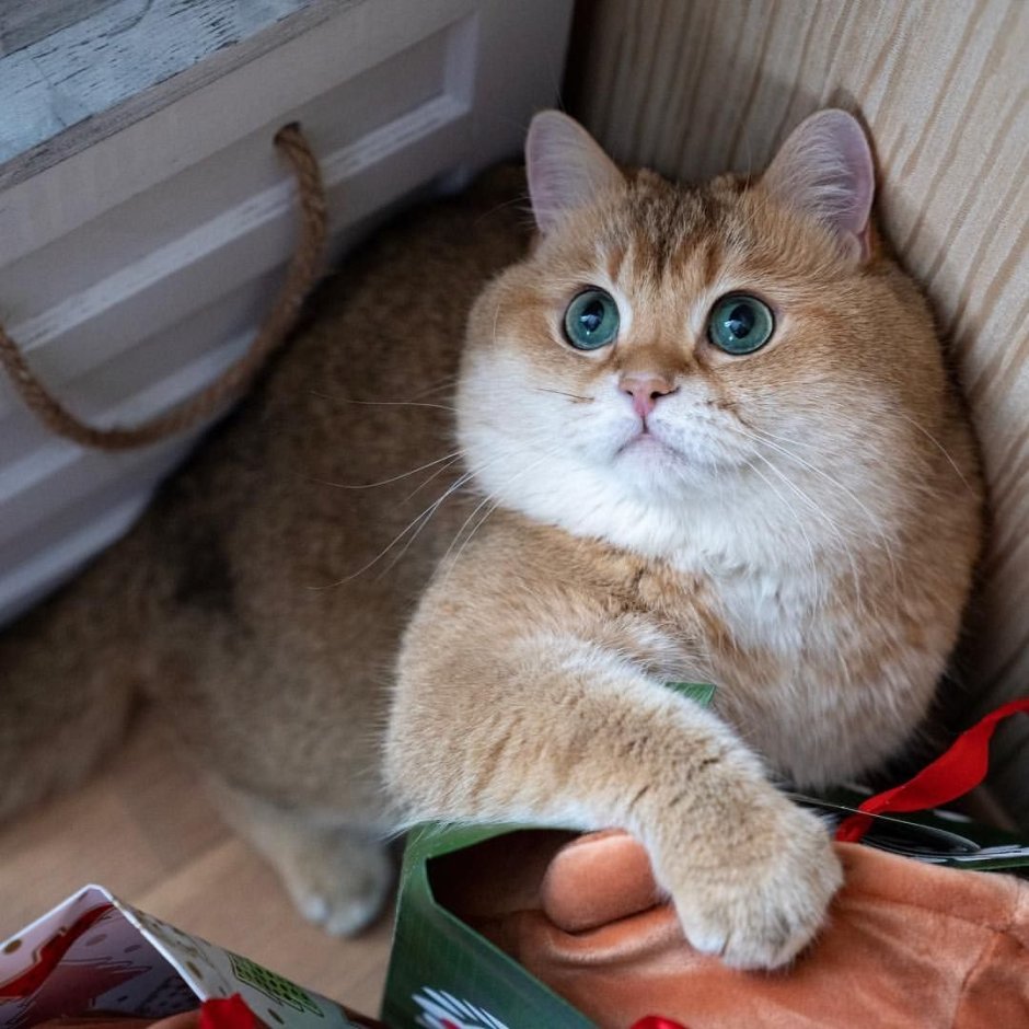 Британская шиншилла Хосико